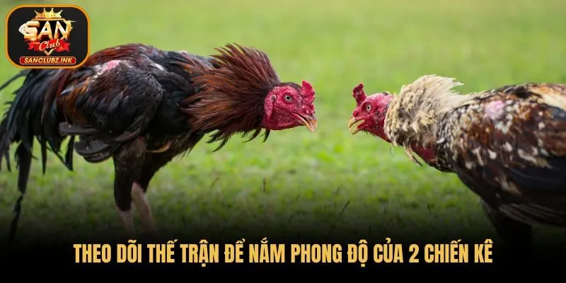 Theo dõi thế trận để nắm phong độ của 2 chiến kê