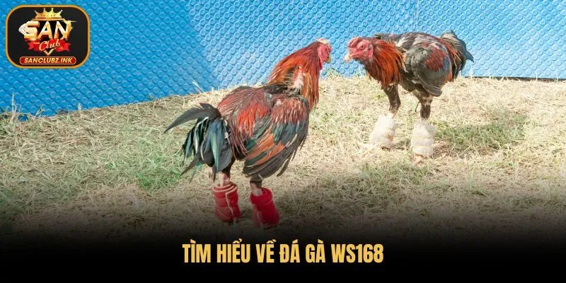 Tìm hiểu về đá gà WS168