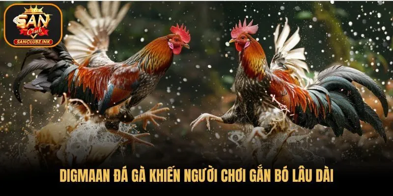 Digmaan đá gà khiến người chơi gắn bó lâu dài